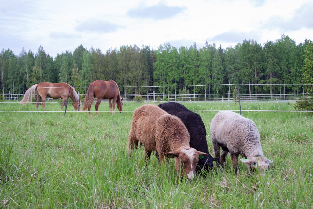 kesälampaat ja hevoset laitumella